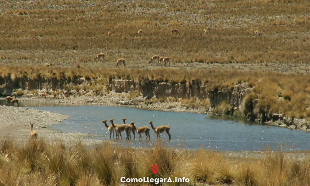 C&oacute;mo llegar a Pampa Galeras desde Lima &mdash; reserva de vicu&ntilde;as en Ayacucho